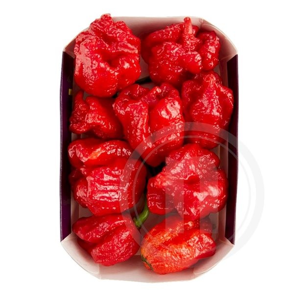 Chili Carolina Reaper (HOT)